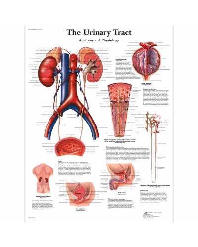 Анатомическая диаграмма анатомия мочевых путей человека